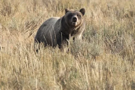 Trail Walker Injured by Wild Animal in National Park Flown to Medical Facility